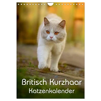 Abbildung von Britisch Kurzhaar Katzenkalender (Wandkalender 2025 DIN A4 hoch), CALVENDO Monatskalender